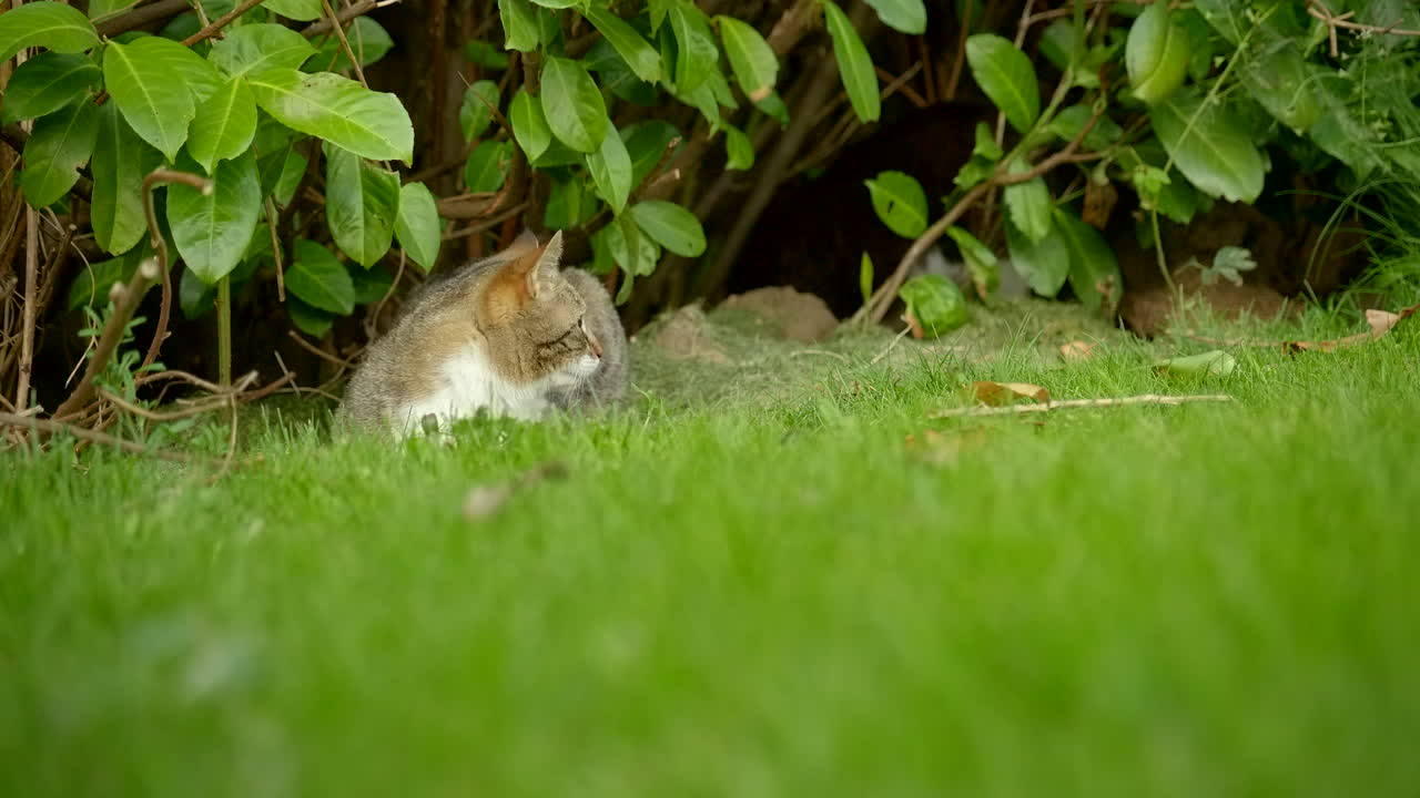A tabby cat sits down in the garden
