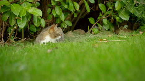 a tabby cat sits down in the garden