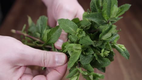 Close-up-shot-of-a-man-plucking-the-leaves-of-fresh-mint-leaves-on-old-wooden-background