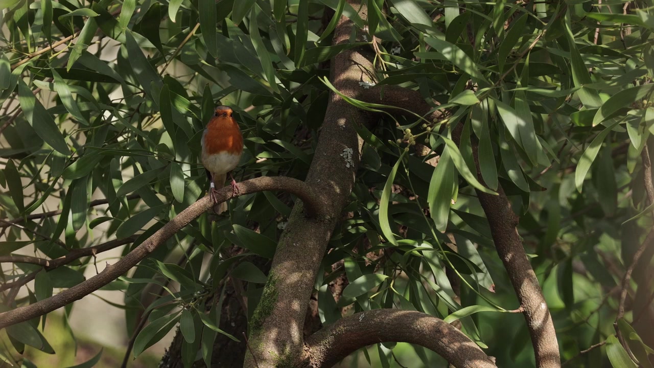 Rødhals (erithacus rubecula) synger på et træ