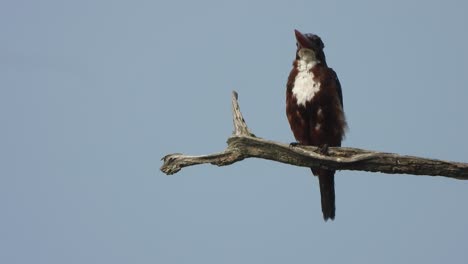 kingfisher in tree waiting for food