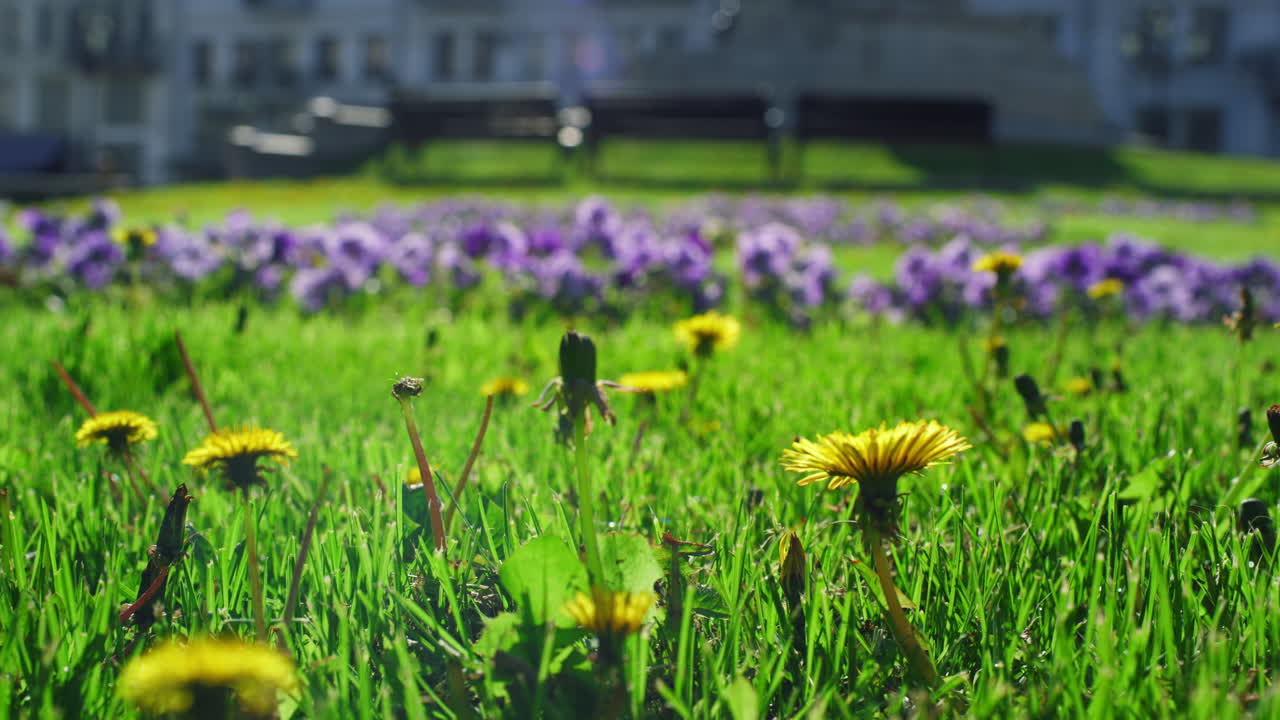 красивые цветы растут в городском саду. красивая флора в летней природе.