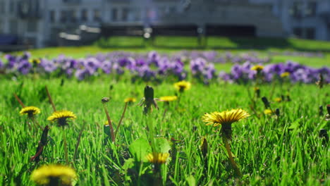 Colorful-flowers-growing-field-in-city-garden.-Beautiful-flora-in-summer-nature.