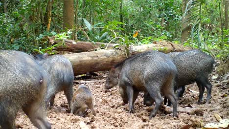 Familie-Der-Halsbandpekari.-Wilde-Amazonentiere.-Wilde-Schweine