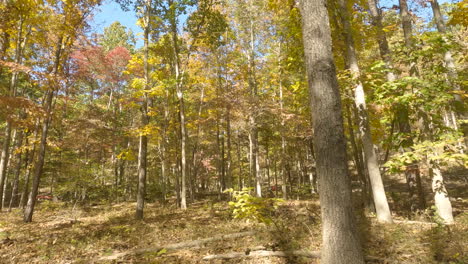 POV-From-Car-Driving-In-The-Road-Along-The-Forest-During-Autumn