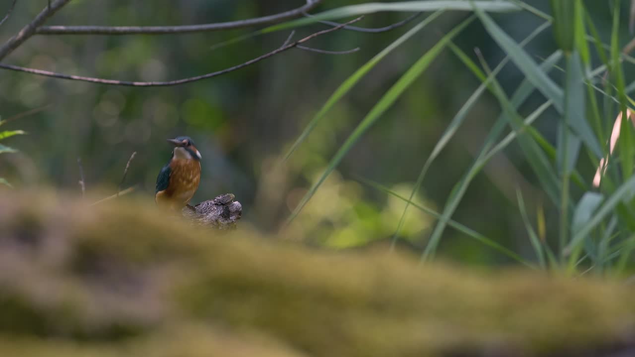 Kingfisher appoggiato su un ramo