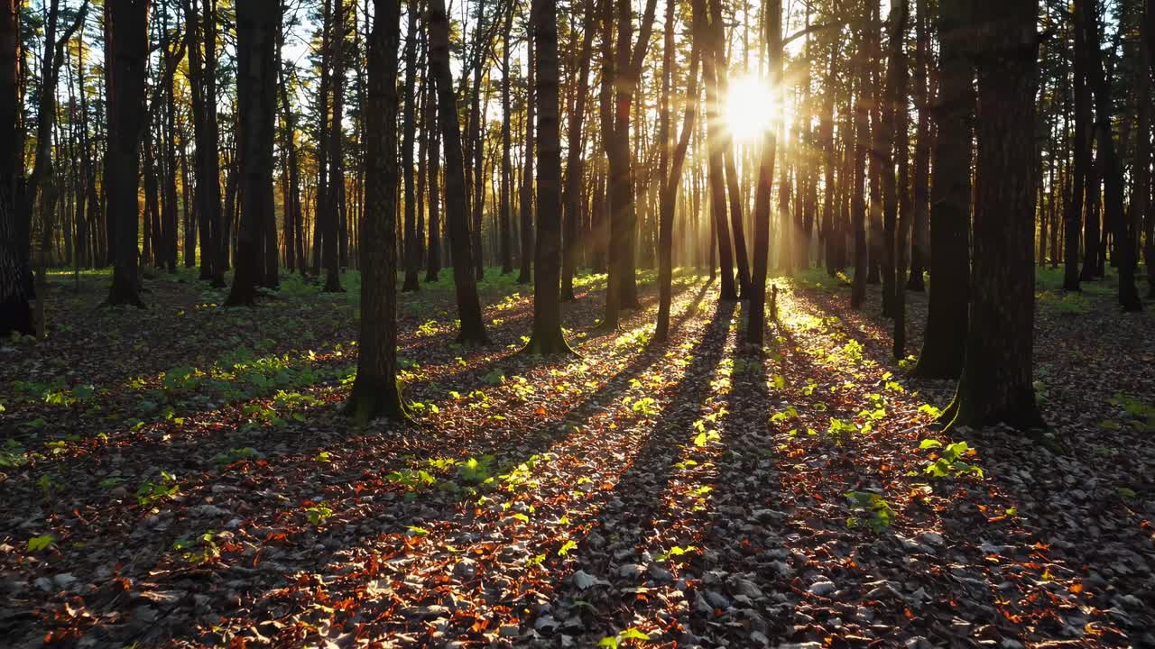 Sunlight streams through tall trees in a serene forest, captured from a low angle