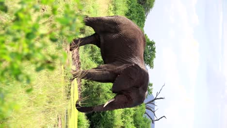 elephant alone drinking water from a pond with trunk