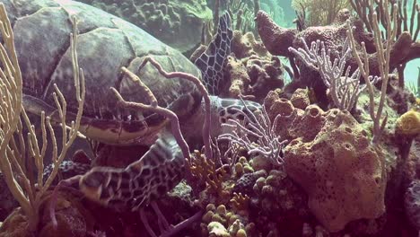 turtle munching on coral