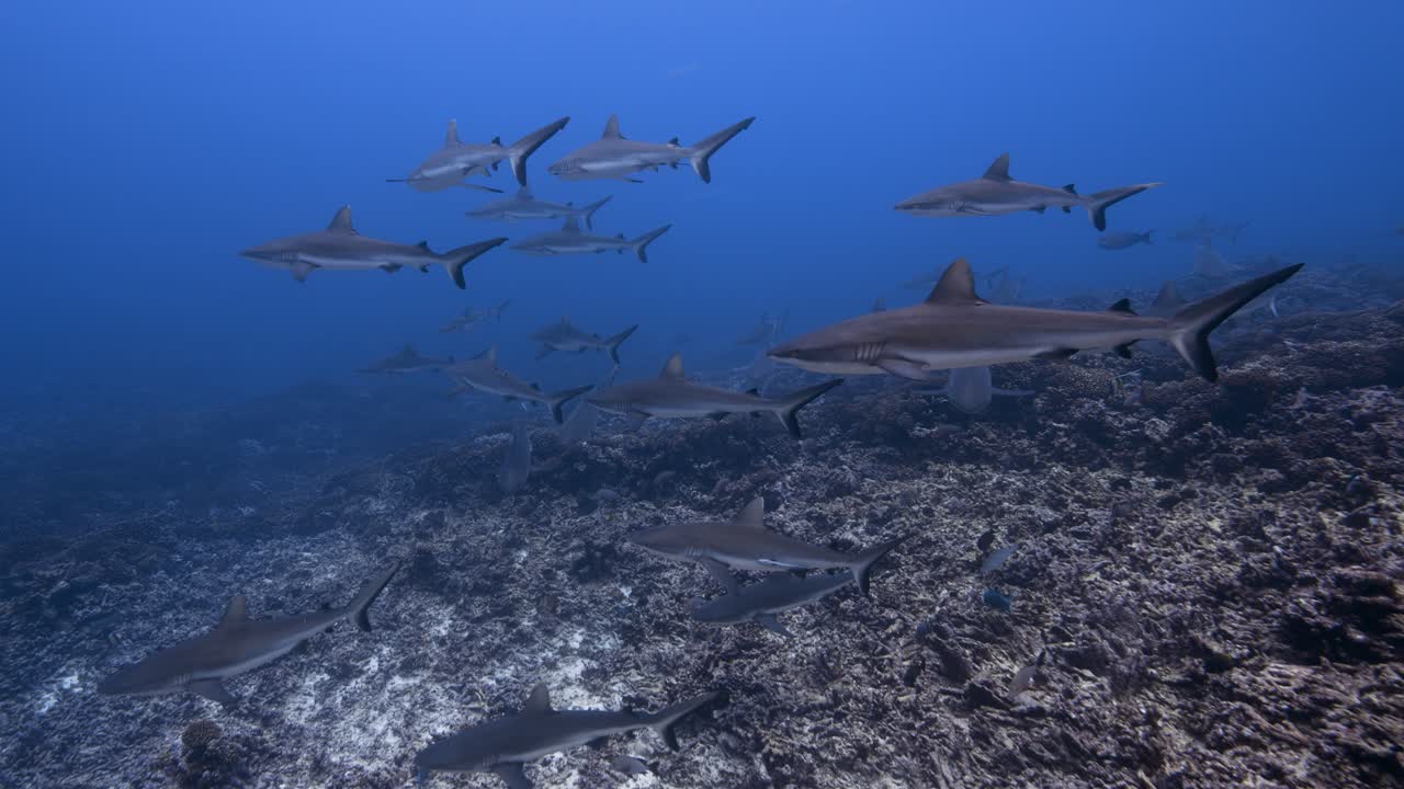 Grande cardume de tubarões-cinzentos-do-recife se aproximando em águas claras em um recife de coral tropical, Fakarava, Polinésia Francesa, Oceano Pacífico Sul