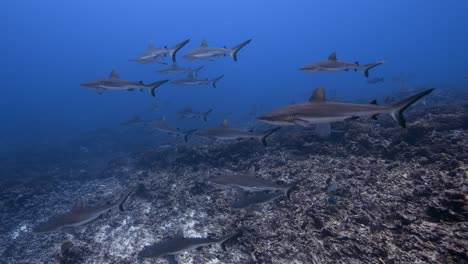 Large-school-of-grey-reef-sharks-getting-close-in-clear-water-on-a-tropical-coral-reef,-Fakarava,-French-Polynesia,-south-pacific-ocean