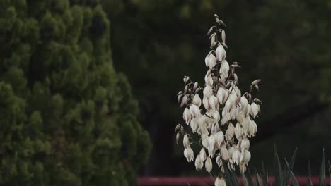 White-Spanish-Dagger-Wet-With-Raindrops-On-A-Rainy-Weather,-close-up