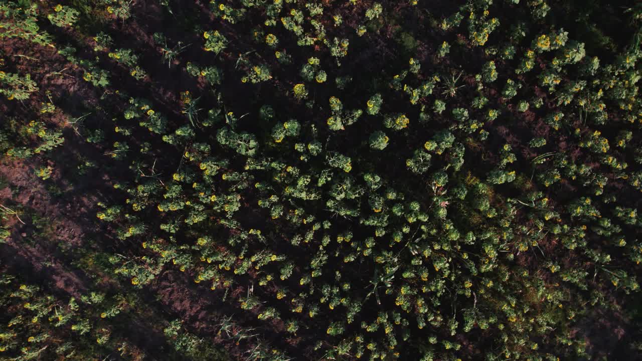 granja de girasol durante la puesta de sol con hojas verdes exuberantes en una granja en áfrica