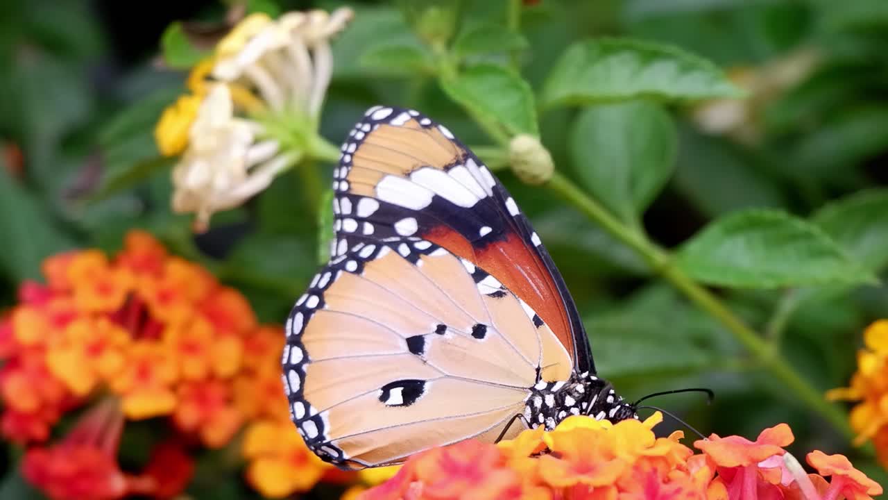 Una farfalla si posa delicatamente su colorati fiori di lantana, mostrando le sue sorprendenti ali arancioni e nere.