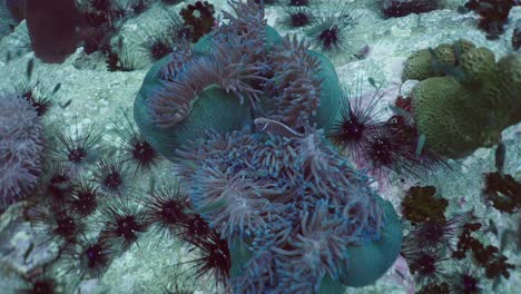 vibrant underwater scene with sea anemone, sea urchins, and fish