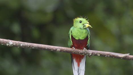 resplandeciente macho de quetzal posado en una rama, comiendo un aguacate silvestre