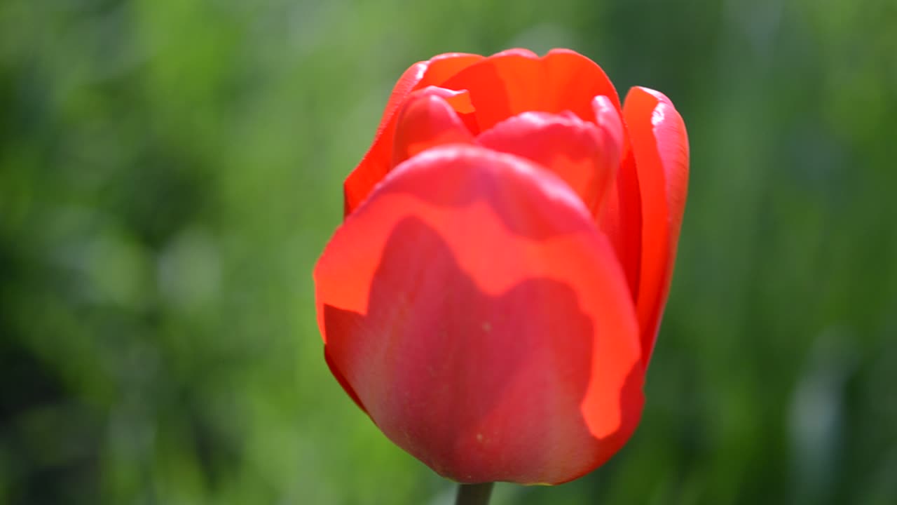 Tulppaanit keväällä