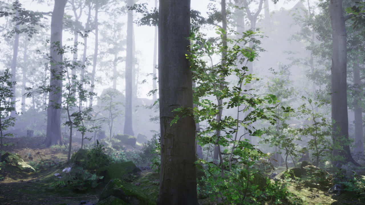 Forest landscape with misty atmosphere and lush greenery in morning light