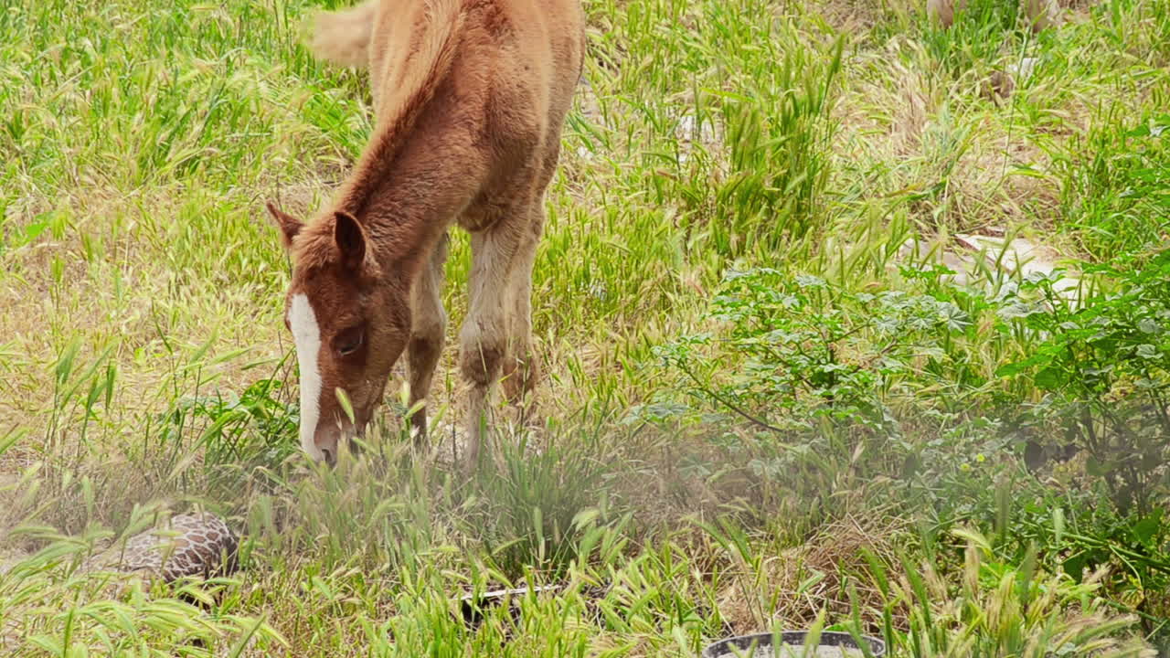 un burro marrón flaco comiendo hierba en tierra vacía y sucia abandonada en un día soleado