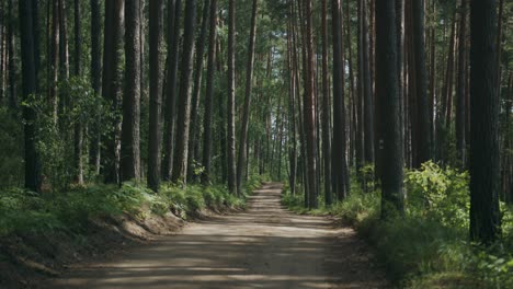 El-Camino-De-Tierra-Atraviesa-Altos-árboles-Forestales-Verticales-Con-Sombras-De-Luz-Diurna