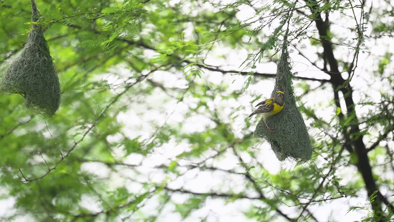 Nesting colony with Baya Weaver weaving delicate suspended nest wide shot
