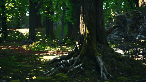 Detaillierte-Nahaufnahme-Einer-Waldbodenstruktur-Mit-Moos