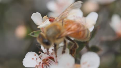 extreme close up of honey bee drinking with tongue from white manuka flower