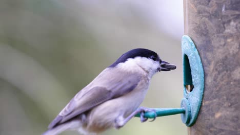 toma en cámara lenta de 4k de pájaros aterrizando en un comedero para pájaros y comiendo semillas de cerca