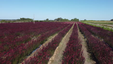 rows of beautiful red flowers in an agricultural field in portugal