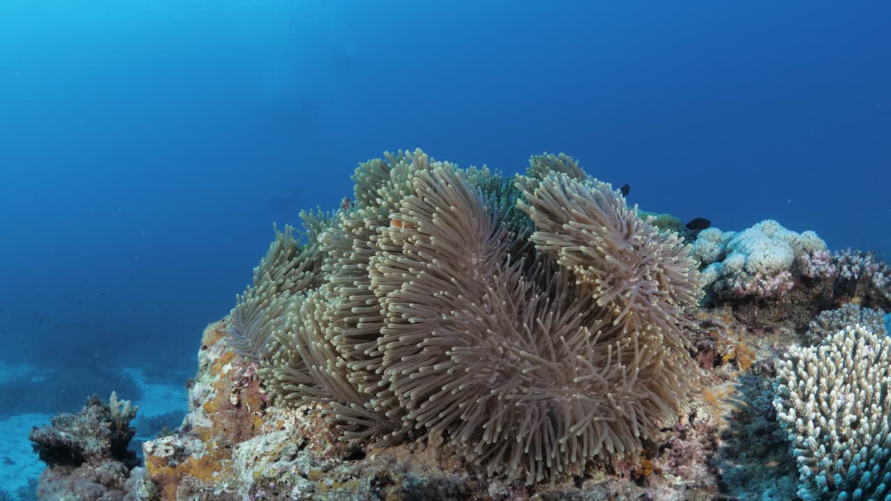 Un anemone colorato attaccato a una barriera corallina si muove dolcemente con la corrente oceanica