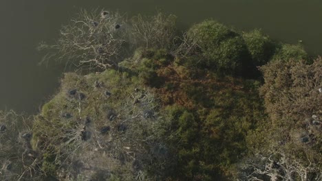 Imágenes-Aéreas-De-Drones-De-Pájaros-Que-Anidan-En-árboles-En-Una-Isla-En-Un-Lago-Artificial-Durante-El-Invierno