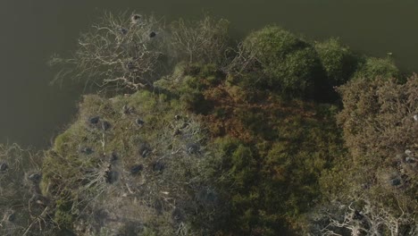 imágenes aéreas de drones de aves anidando en árboles en una isla en un lago artificial durante el invierno