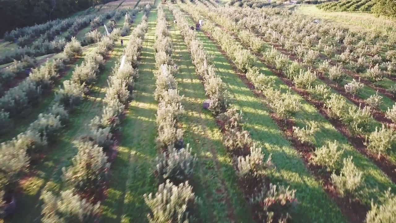 una vista aérea de un huerto