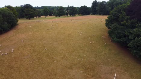 Sheep-from-above,-in-Nonington