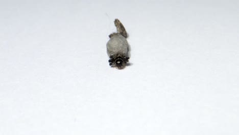 household casebearer case bearer crawling on wall insect found in house hold dust extreme close up
