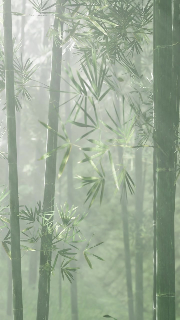 Foresta di bambù con nebbia e foschia di giorno in un ambiente naturale.