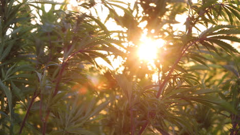 agricultura de cannabis en granjas al aire libre