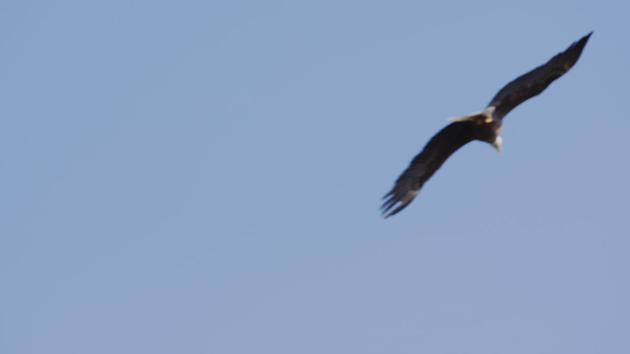 un águila calva americana vuela aislada en un cielo azul brillante