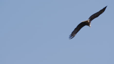 an american bald eagle flies isolated in a bright blue sky