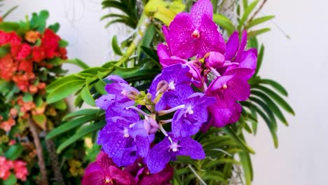 close up of pink and purple begonia flowers swinging under breeze