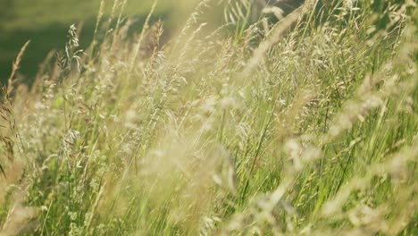 Cinematic-close-up-corn-wheat-crops-waving-in-wind-on-field