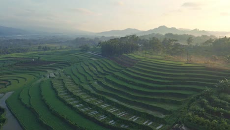 Vista-Aérea-Del-Hermoso-Campo-De-Arroz-En-Terrazas-Por-La-Mañana