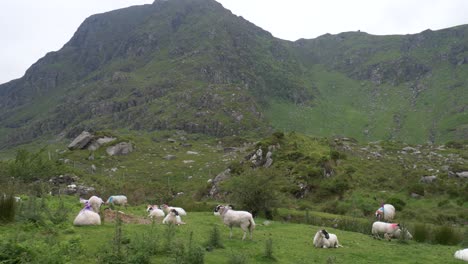 flock of free ranging sheep on a pasture in gap of dunloe in county kerry, ireland