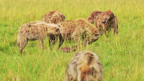 slow motion shot of african wildlife in maasai mara national reserve, cackle of hyena scavenging for prey, feeding, kenya, africa safari animals in masai mara north conservancy