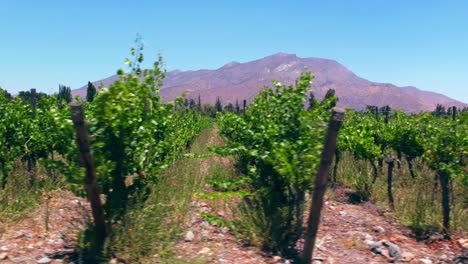 low dolly shot of young vines in a very dry vineyard in maipo valley, pirque