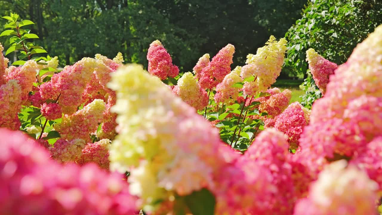 Soft pink and cream hydrangeas glowing in bright summer garden