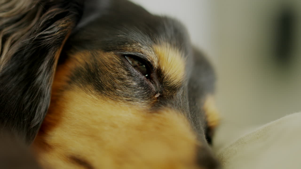 잠들고 있는 다크슈운드가 눈을  ⁇ 박이고 있습니다.