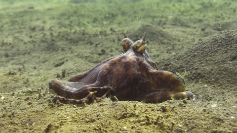 mimic octopus waiting and digesting crab recently killed and sucked out, no much movement, just sits on sandy bottom