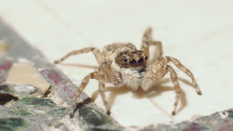 a closeup view of a jumping spider looking around and then quickly running away