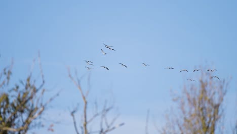 Una-Bandada-De-Cigüeñas-Migratorias-En-El-Cielo-Despejado